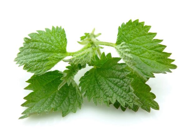 Nettle leaves in Predstonorm capsules